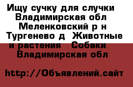 Ищу сучку для случки - Владимирская обл., Меленковский р-н, Тургенево д. Животные и растения » Собаки   . Владимирская обл.